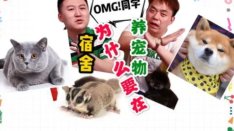 《恋与制作人》宠物培养-2025春季最新优化-PlayStation 5-元宇宙沙盒-剧情解析