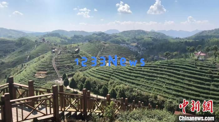 
台青扎根茶乡：美人茶沏出两岸“同心味”，奏响文化交流新乐章
