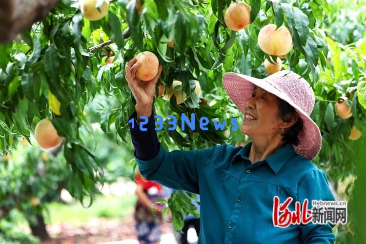邢台市信都区会宁镇迎来了8000亩美味鲜桃的丰收季节