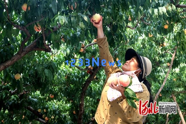 邢台市信都区会宁镇迎来了8000亩美味鲜桃的丰收季节