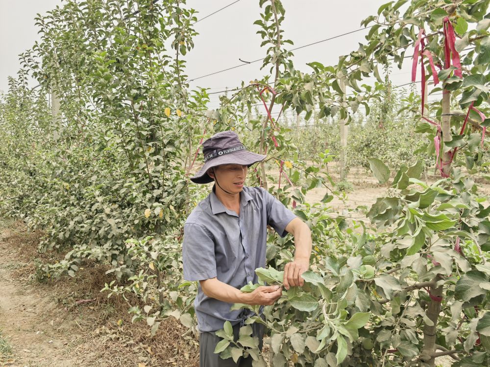 北京市对口援疆助力沙漠变成丰收“果园”，结出丰盈的“金果”