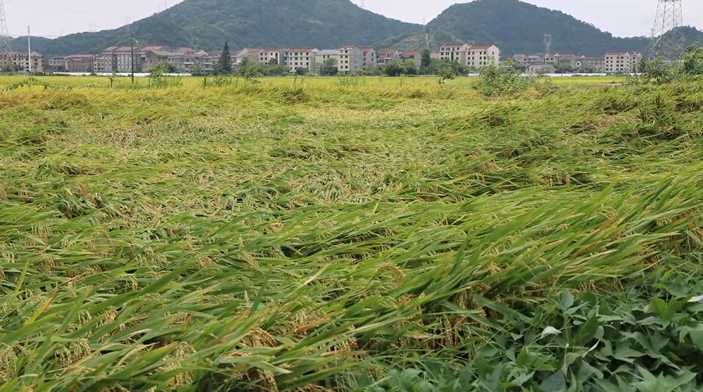 台风过后浙江各地紧急抢救水稻并积极排查灾后隐患持续进行中