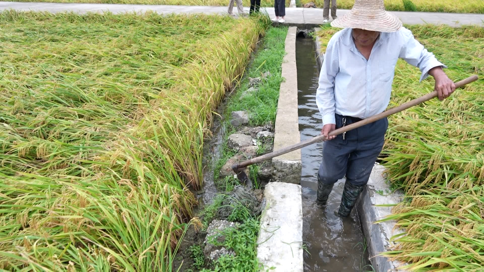 台风过后浙江各地紧急抢救水稻并积极排查灾后隐患持续进行中