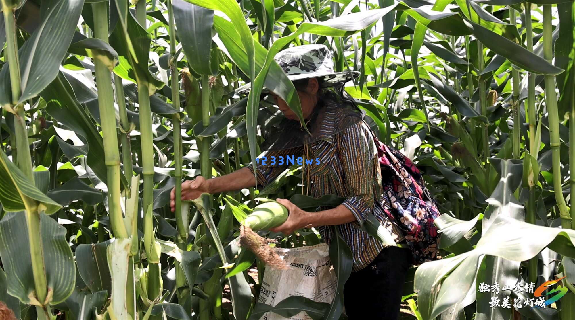 绿色希望绽放在田间独山高坪村积极推动玉米产业发展见证新风貌