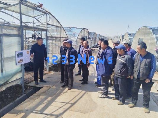 强农先锋丨郭新岗：为确保大姜安全而不断努力，专注耕耘只为丰收