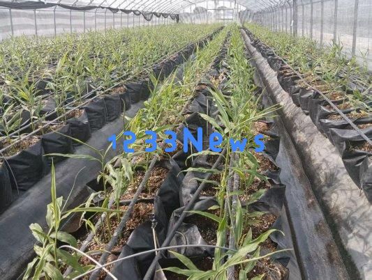 强农先锋丨郭新岗：为确保大姜安全而不断努力，专注耕耘只为丰收
