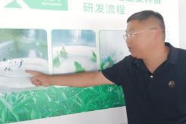 强农先锋丨郭新岗：为确保大姜安全而不断努力，专注耕耘只为丰收