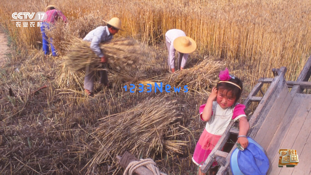 大国粮食战略当农机在麦田中大放异彩，我们依然铭记昔日“麦客”的风采与贡献……