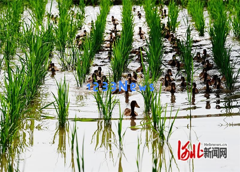 张家口怀来：生态农业新模式稻田与鸭群和谐共生的成功案例
