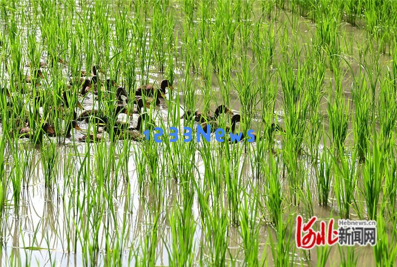 张家口怀来：生态农业新模式稻田与鸭群和谐共生的成功案例