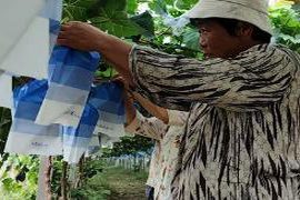 菏泽鲁西新区：全力发展大棚经济 助推农民收入持续增长