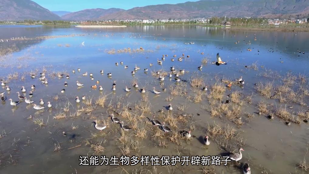 保护鸟类栖息环境共建美丽生态愿景