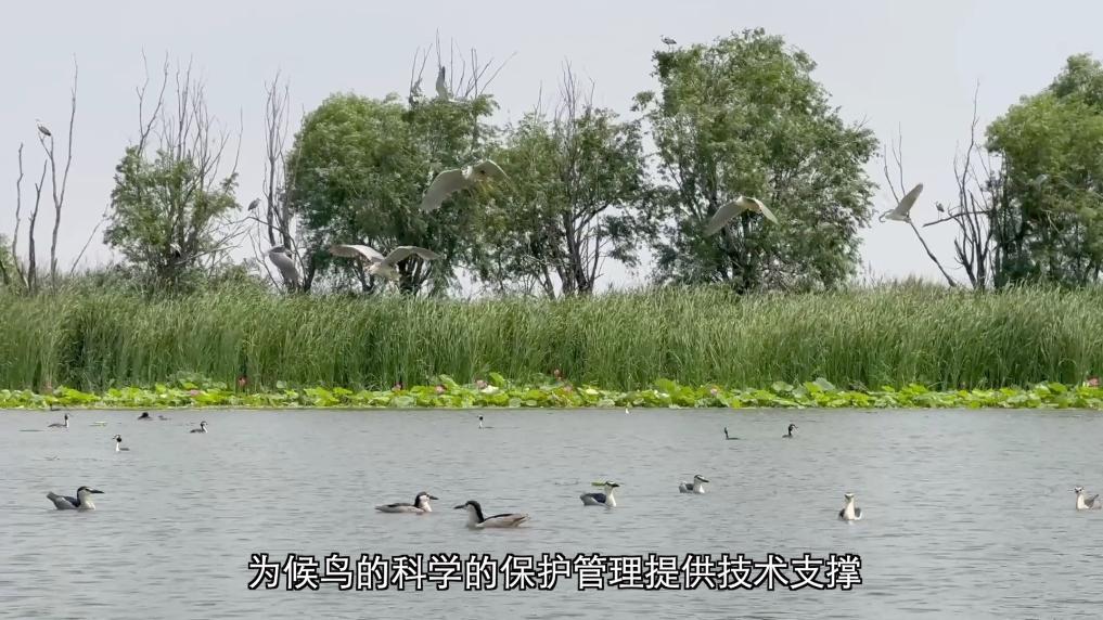 保护鸟类栖息环境共建美丽生态愿景