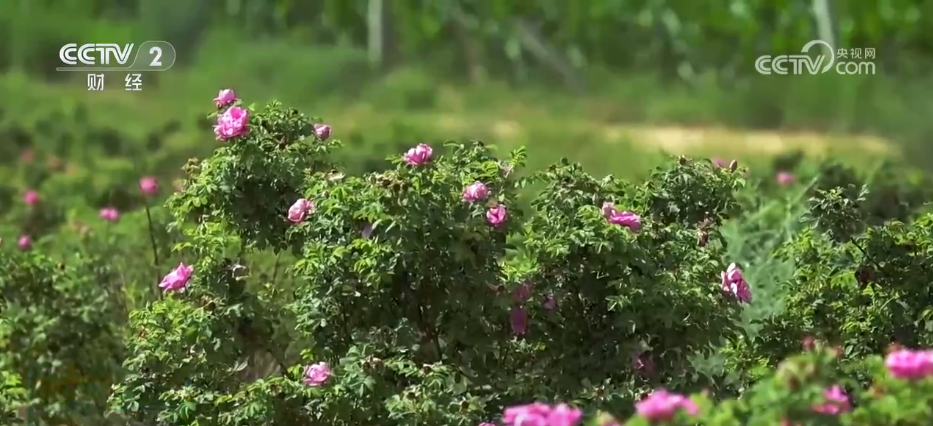 从“乡村振兴”到“特色产业”发展种植实现“财富花”和“增收果”的美好愿景