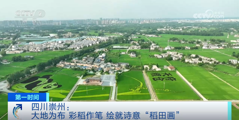 从“乡村振兴”到“特色产业”发展种植实现“财富花”和“增收果”的美好愿景