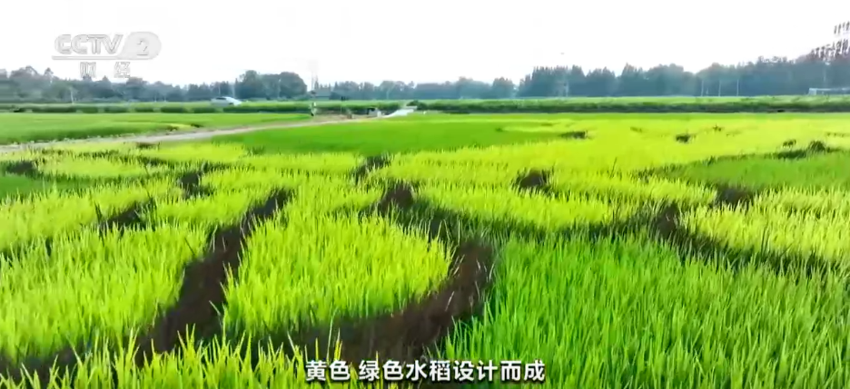 从“乡村振兴”到“特色产业”发展种植实现“财富花”和“增收果”的美好愿景