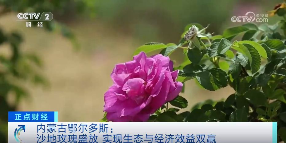 从“乡村振兴”到“特色产业” 发展种植实现“财富花”和“增收果”的美好愿景