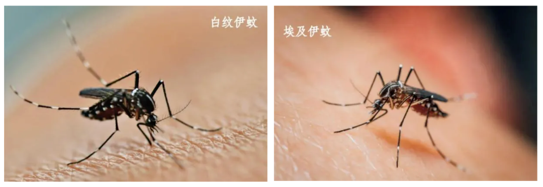 广东疾控专访：基孔肯雅热多为轻症，市民应加强灭蚊清积水防叮咬意识
