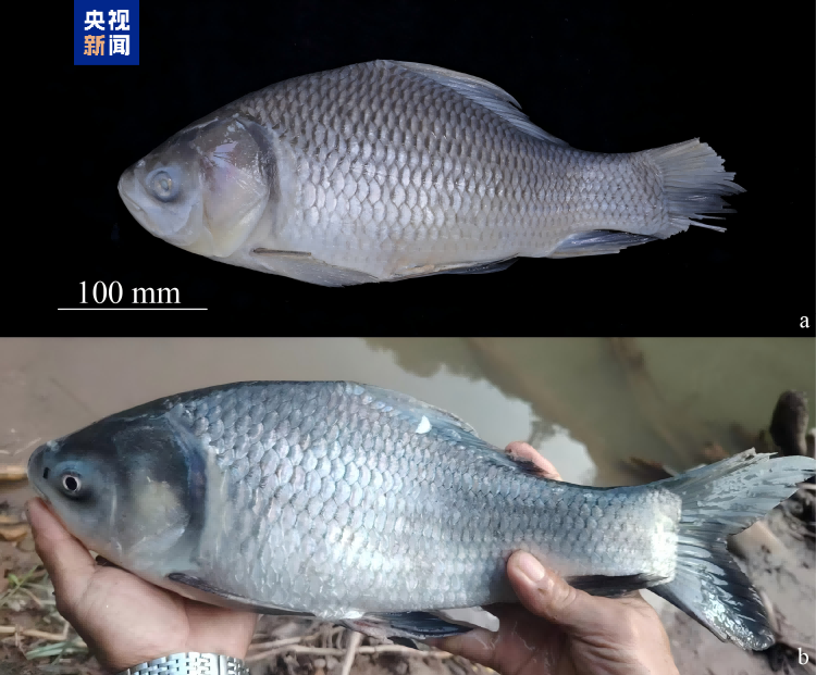 云南西双版纳澜沧江流域发现5种新记录鱼类，丰富生物多样性