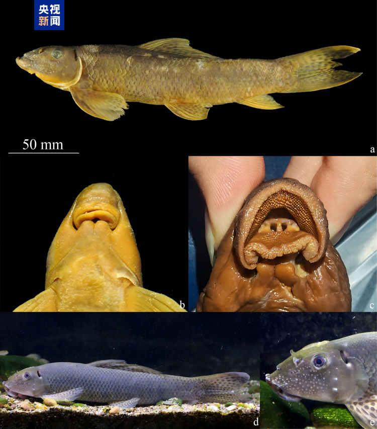 云南西双版纳澜沧江流域发现5种新记录鱼类，丰富生物多样性