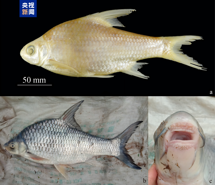 云南西双版纳澜沧江流域发现5种新记录鱼类，丰富生物多样性
