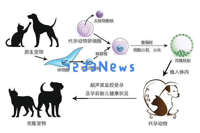 宠物克隆生意 价格三年降过半 低至8.8万件 随企业转型区块链：新科技的宠物梦想？市场的疯狂变革