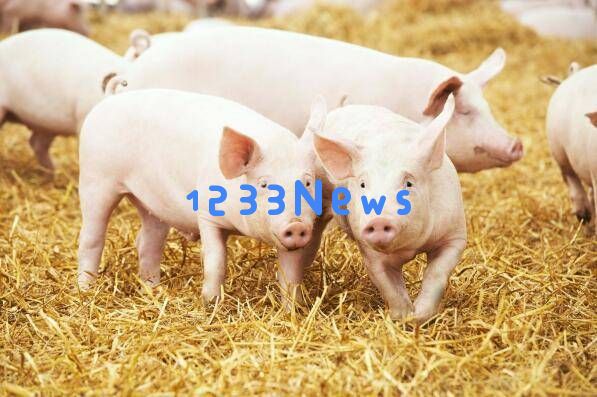 猪肉价格持续低迷，行业拐点究竟何时会出现？