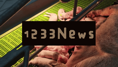 猪肉价格持续低迷，行业拐点究竟何时会出现？