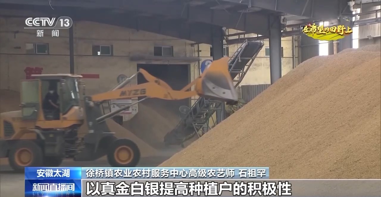秋雨绵绵催秋收 各地区积极抢收抢烘确保秋季粮食丰收颗粒归仓