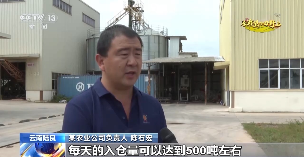 秋雨绵绵催秋收各地区积极抢收抢烘确保秋季粮食丰收颗粒归仓