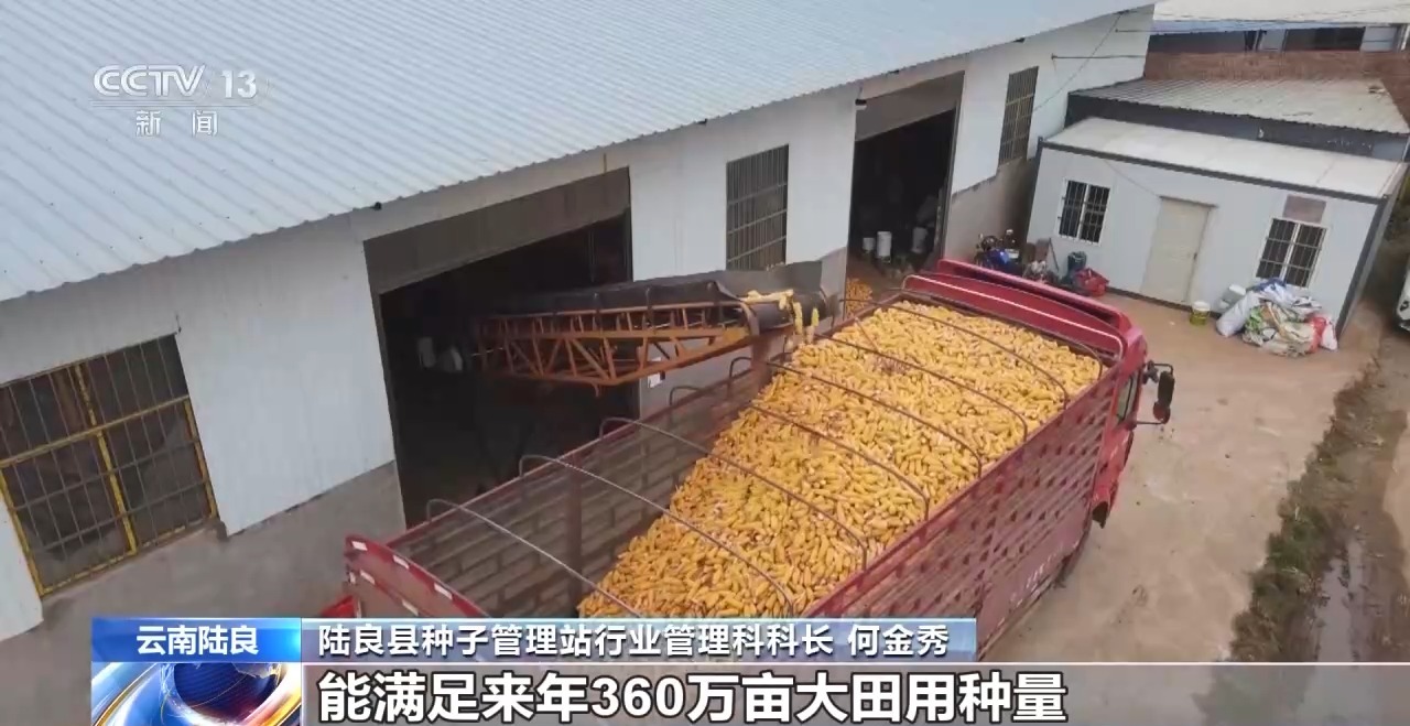 秋雨绵绵催秋收各地区积极抢收抢烘确保秋季粮食丰收颗粒归仓