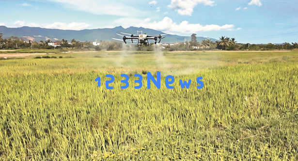 海南远景村：以“一粒米”为抓手推动乡村产业发展新愿景