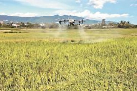 海南远景村：以“一粒米”为抓手推动乡村产业发展新愿景