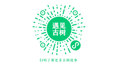 一棵树如何在全球范围内展现中国文化的独特魅力